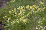 Slanke sleutelbloem (Primula elatior)