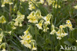 Slanke sleutelbloem (Primula elatior)