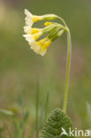 Slanke sleutelbloem (Primula elatior)