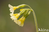 Slanke sleutelbloem (Primula elatior)