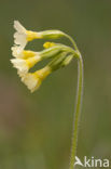 Slanke sleutelbloem (Primula elatior)