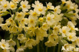 Slanke sleutelbloem (Primula elatior)