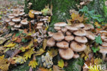 Sombere honingzwam (Armillaria ostoyae)