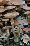 Sombere honingzwam (Armillaria ostoyae)