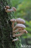 Sombere honingzwam (Armillaria ostoyae)