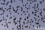 European Starling (Sturnus vulgaris)