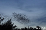 European Starling (Sturnus vulgaris)