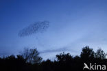 European Starling (Sturnus vulgaris)