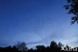 European Starling (Sturnus vulgaris)