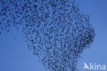European Starling (Sturnus vulgaris)