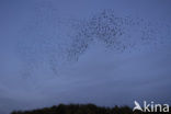 European Starling (Sturnus vulgaris)
