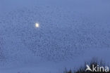 European Starling (Sturnus vulgaris)