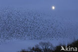 European Starling (Sturnus vulgaris)
