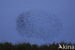 European Starling (Sturnus vulgaris)