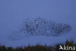 European Starling (Sturnus vulgaris)