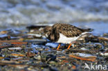 Steenloper (Arenaria interpres)