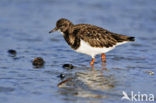 Steenloper (Arenaria interpres)