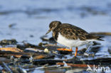 Steenloper (Arenaria interpres)