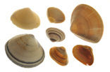 Stevige strandschelp (Spisula solida)