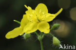 Greater Celandine (Chelidonium majus)