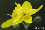 Greater Celandine (Chelidonium majus)