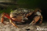 Strandkrab (Carcinus maenas)