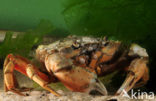 Strandkrab (Carcinus maenas)