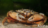 Shore crab (Carcinus maenas)