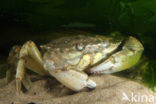 Shore crab (Carcinus maenas)