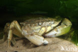 Strandkrab (Carcinus maenas)