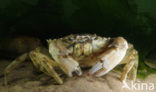 Shore crab (Carcinus maenas)