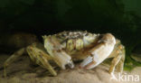 Strandkrab (Carcinus maenas)