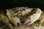 Shore crab (Carcinus maenas)