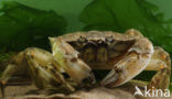 Shore crab (Carcinus maenas)