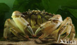 Shore crab (Carcinus maenas)