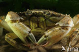 Strandkrab (Carcinus maenas)