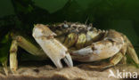 Strandkrab (Carcinus maenas)