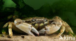 Strandkrab (Carcinus maenas)