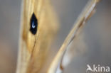Tauvlinder (Aglia tau)