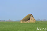 Texel