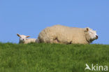 Texelaar schaap (Ovis aries)