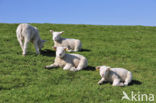 Domestic Texel sheep (Ovis aries)