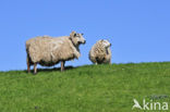 Domestic Texel sheep (Ovis aries)