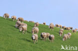 Domestic Texel sheep (Ovis aries)