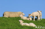 Domestic Texel sheep (Ovis aries)