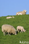 Domestic Texel sheep (Ovis aries)
