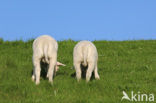 Domestic Texel sheep (Ovis aries)