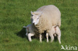 Texelaar schaap (Ovis aries)