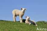 Domestic Texel sheep (Ovis aries)