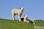 Texelaar schaap (Ovis aries)